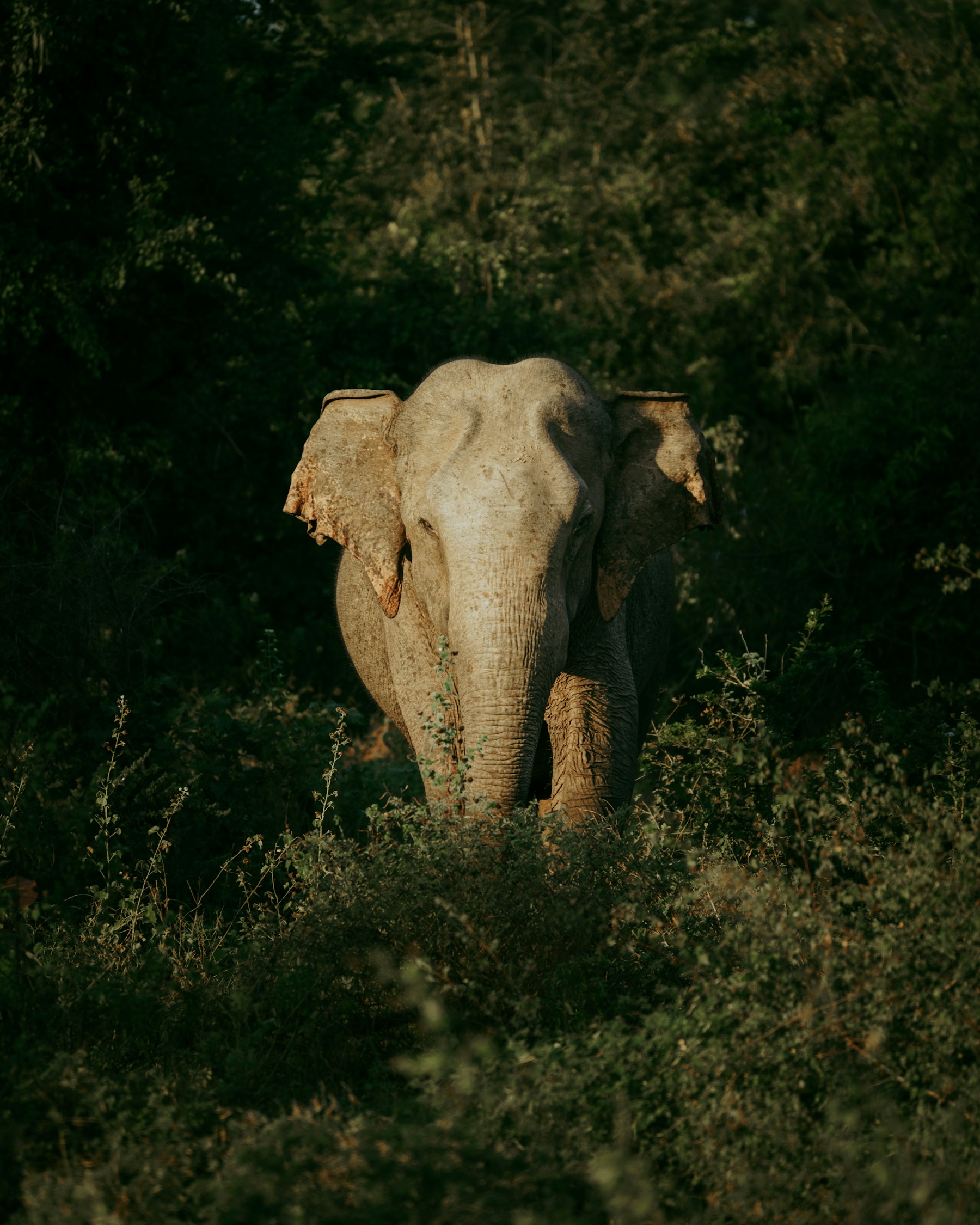 A Sri Lankan elephant emerging from lush forest